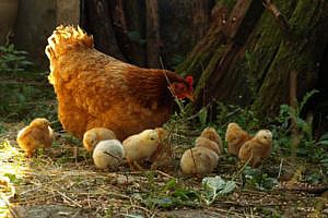Foto's Dieren